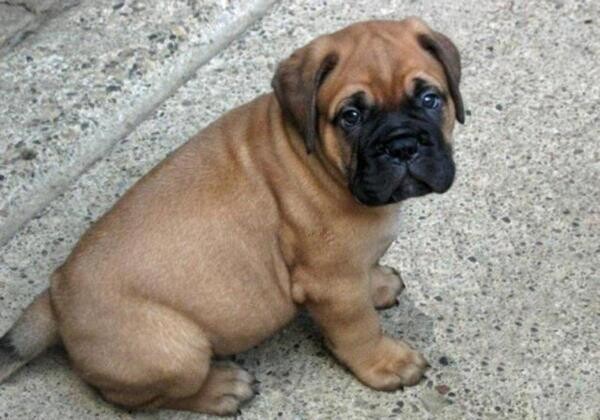 BullMastiff Puppies For Sale