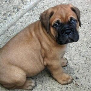 BullMastiff Puppies For Sale | PostAds PH