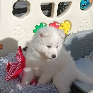 Samoyed puppies For Sale | PostAds PH