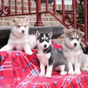 Blue Eyes Siberian Husky Puppies | PostAds PH