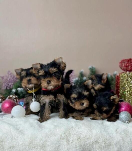 Yorkie puppies