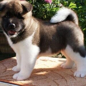 Cute akita puppies | PostAds PH