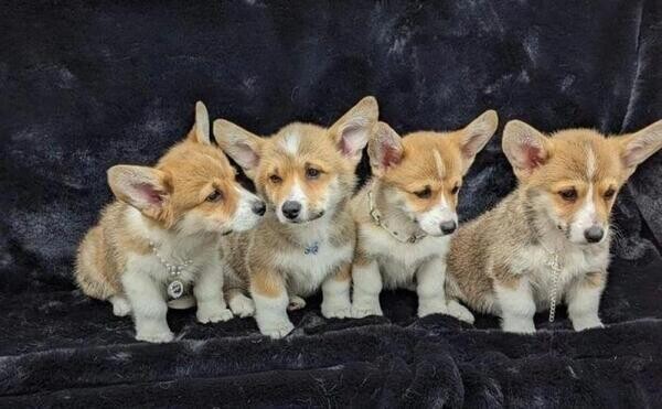 Welsh Corgi (Pembroke)