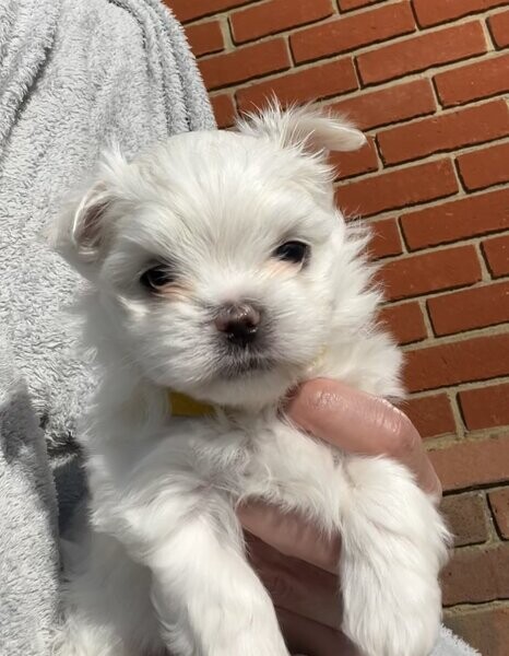KC Korean Maltese puppies