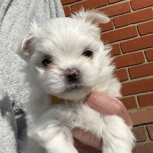 KC Korean Maltese puppies | PostAds PH