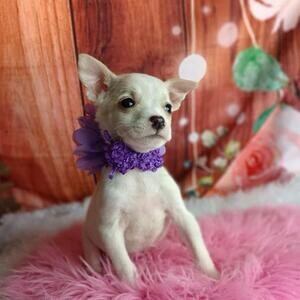 Chihuahua puppies for sale | PostAds PH