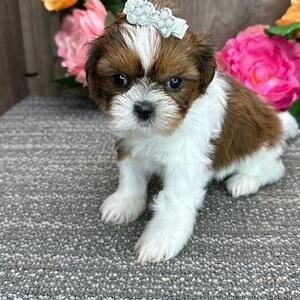 Shih tzu puppies for sale now | PostAds PH