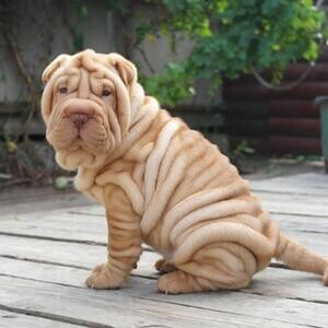 Chinese Shar Pei puppies | PostAds PH