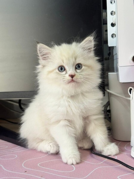 Purebreed Persian 100%