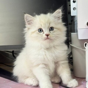 Purebreed Persian 100% | PostAds PH