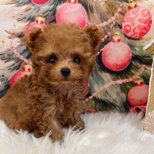 Adorable toy poodle puppy | PostAds PH