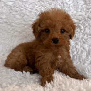 Teacup poodle for sale | PostAds PH