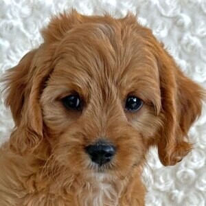 Cavapoo puppies | PostAds PH