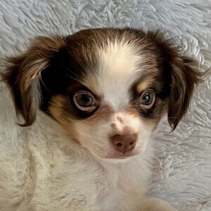 Chihuahua puppies for sale | PostAds PH