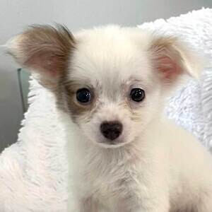 Chihuahua puppies | PostAds PH
