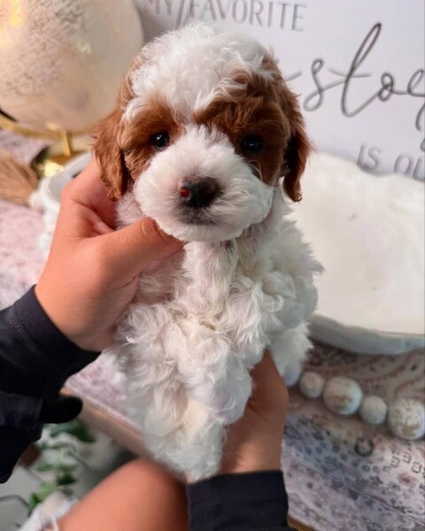 Adorable toy poodle 