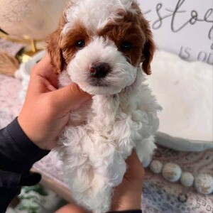 Adorable toy poodle | PostAds PH
