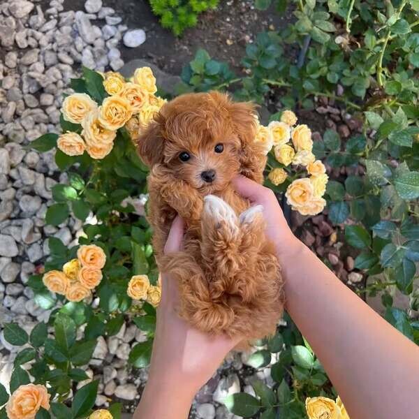 Toy poodle puppy 