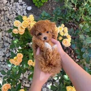 Toy poodle puppy | PostAds PH