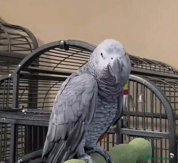African grey parrot