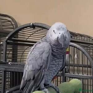 African grey parrot | PostAds PH