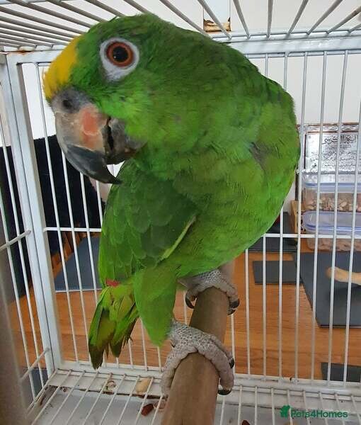 Yellow Crowned Amazon Parrot with Cage