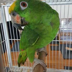 Yellow Crowned Amazon Parrot with Cage | PostAds PH