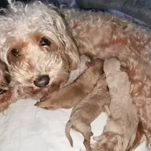 cockapoo puppies for sale(viber :+639463422605) | PostAds PH