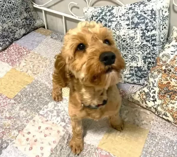Adorable Cavapoo Puppy Needs a Loving New Home