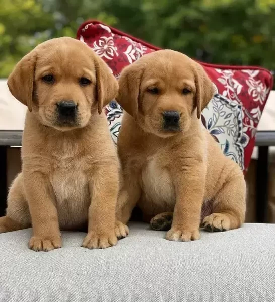 Cute Labrador Retriever puppies for your home