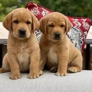 Cute Labrador Retriever puppies for your home | PostAds PH
