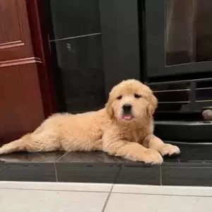 Purebred Golden Retriever Puppies | PostAds PH
