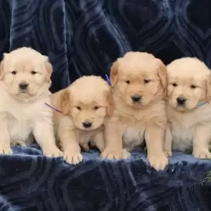 KC Registered Golden Retriever Puppies | PostAds PH