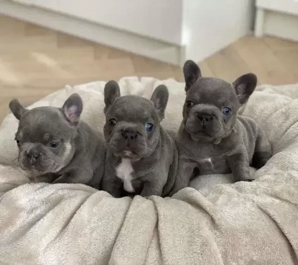 French Bulldog Pups (viber :+639463422605)