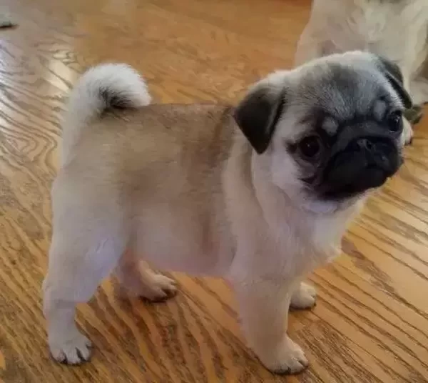 Pug puppies(viber :+639463422605)