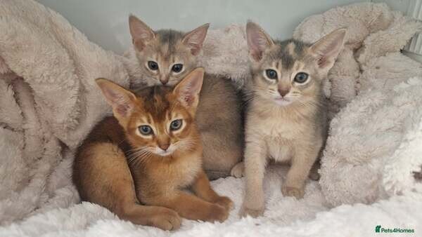 Beautiful Abyssinian Kittens