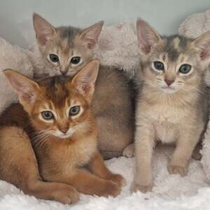 Beautiful Abyssinian Kittens | PostAds PH