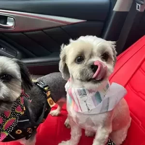 Small Shih Tzu for rehoming(viber :+639463422605) | PostAds PH