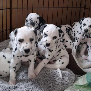 Dalmation puppies | PostAds PH