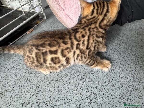 X2 female bengel kittens