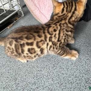 X2 female bengel kittens | PostAds PH
