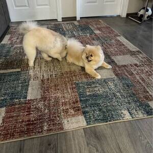 Two Pomeranians for sale | PostAds PH