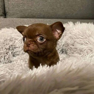 Sweet paws | PostAds PH