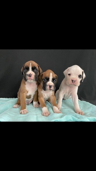 beautiful Boxer ready now for sale
