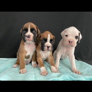 beautiful Boxer ready now for sale | PostAds PH