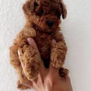 Purebred Toy Poodle puppies available | PostAds PH
