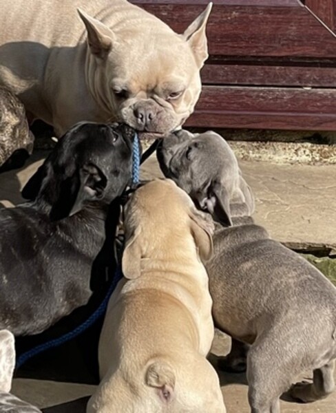 French Bulldog(viber :+639463422605)