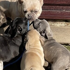 French Bulldog(viber :+639463422605) | PostAds PH