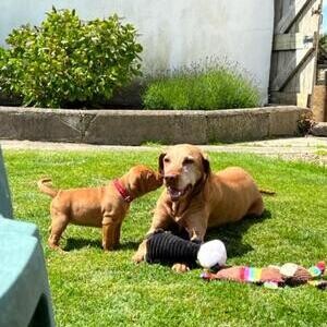 Hungarian Vizsla pups KC registered | PostAds PH