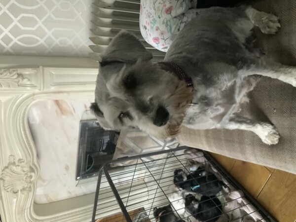 Miniature Schnauzer